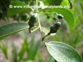 Cinnamomum zeylanicum